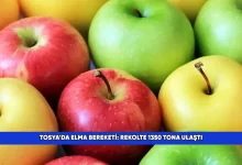 Tosyada Elma BereketiRekolte 1350 Tona Ulasti