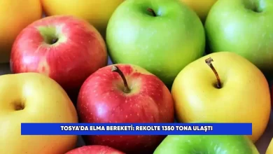 Tosyada Elma BereketiRekolte 1350 Tona Ulasti