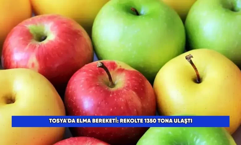 Tosyada Elma BereketiRekolte 1350 Tona Ulasti